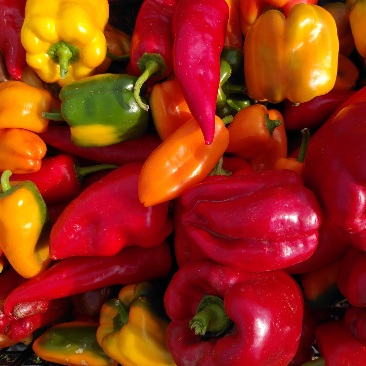 Bio Paprika
