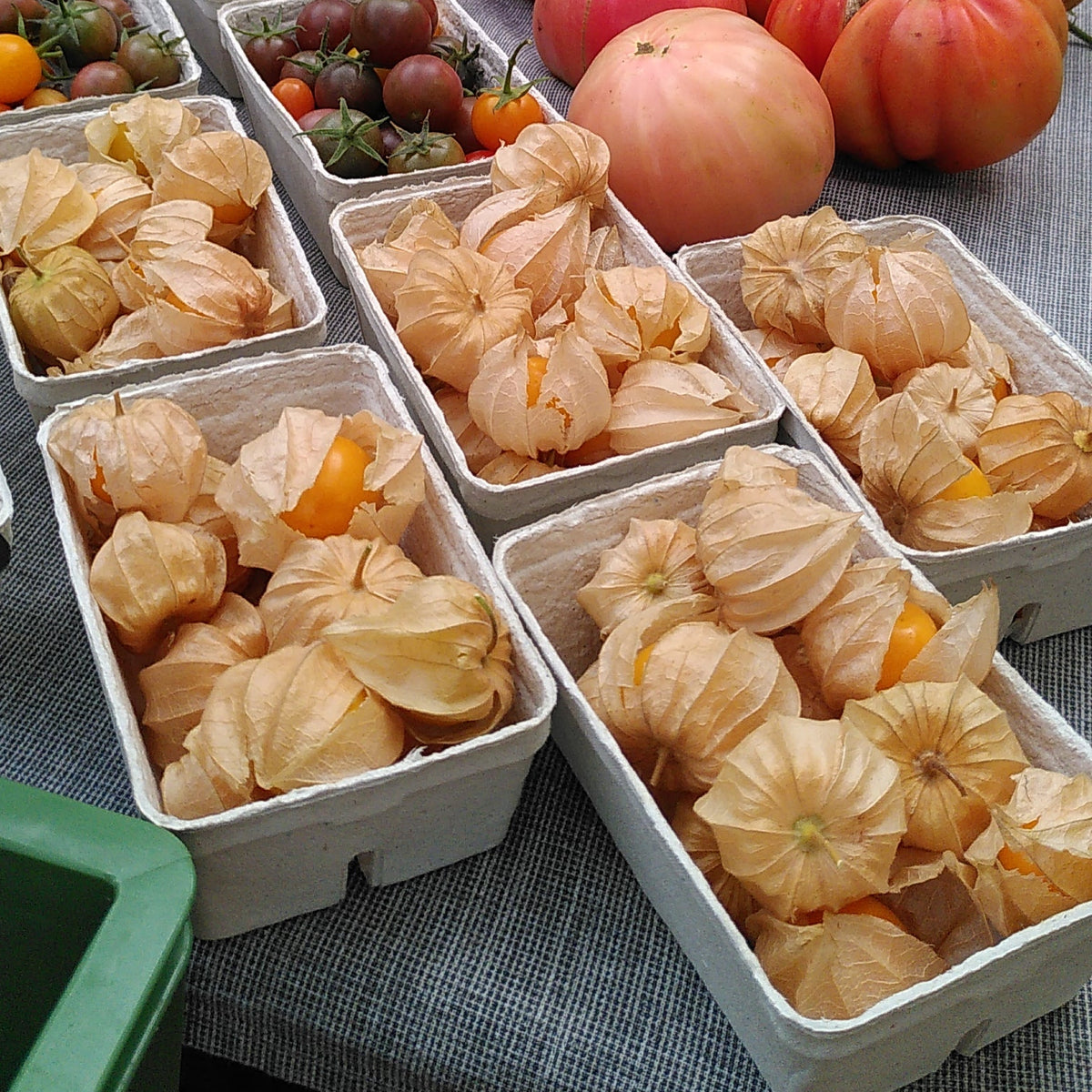 Bio Physalis