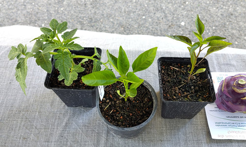 Bio Jungpflanze Cocktailtomate
