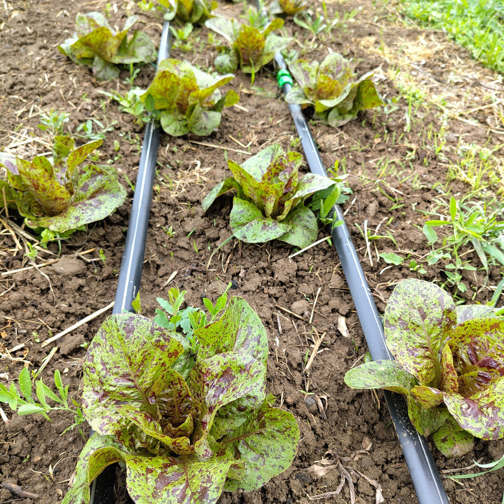 Bio Kopfsalat klein