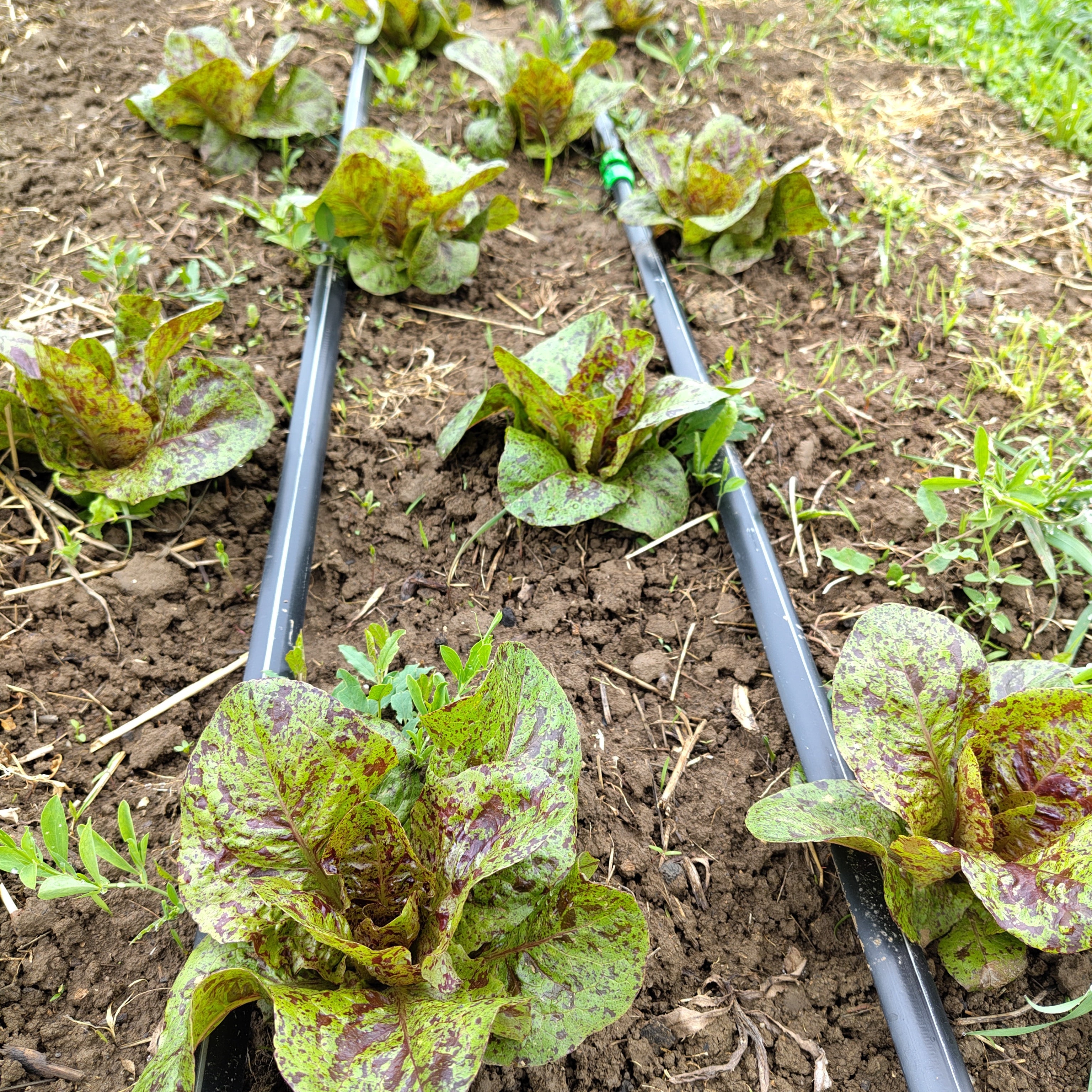 Bio Kopfsalat