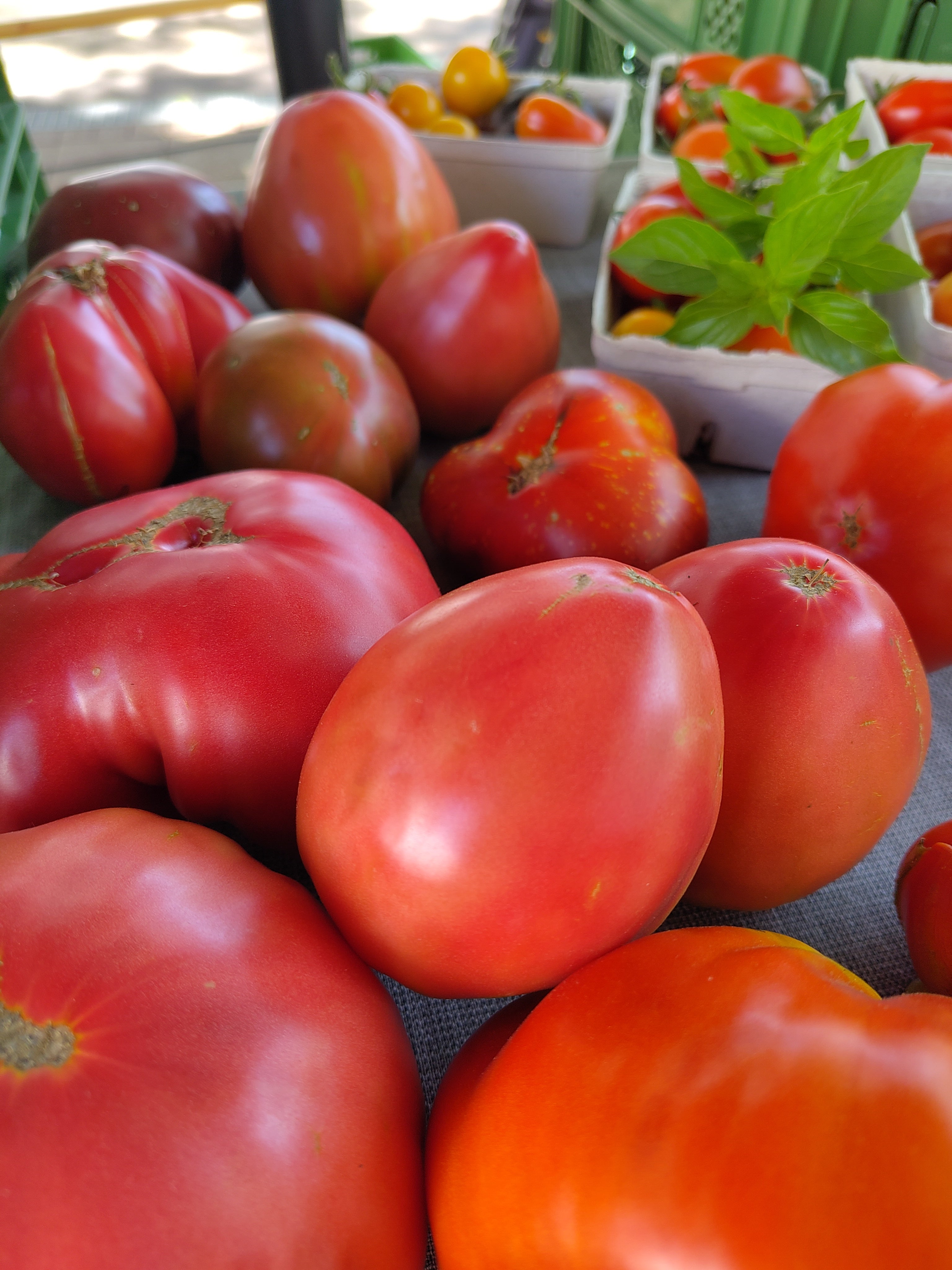 Bio Jungpflanze Fleischtomate