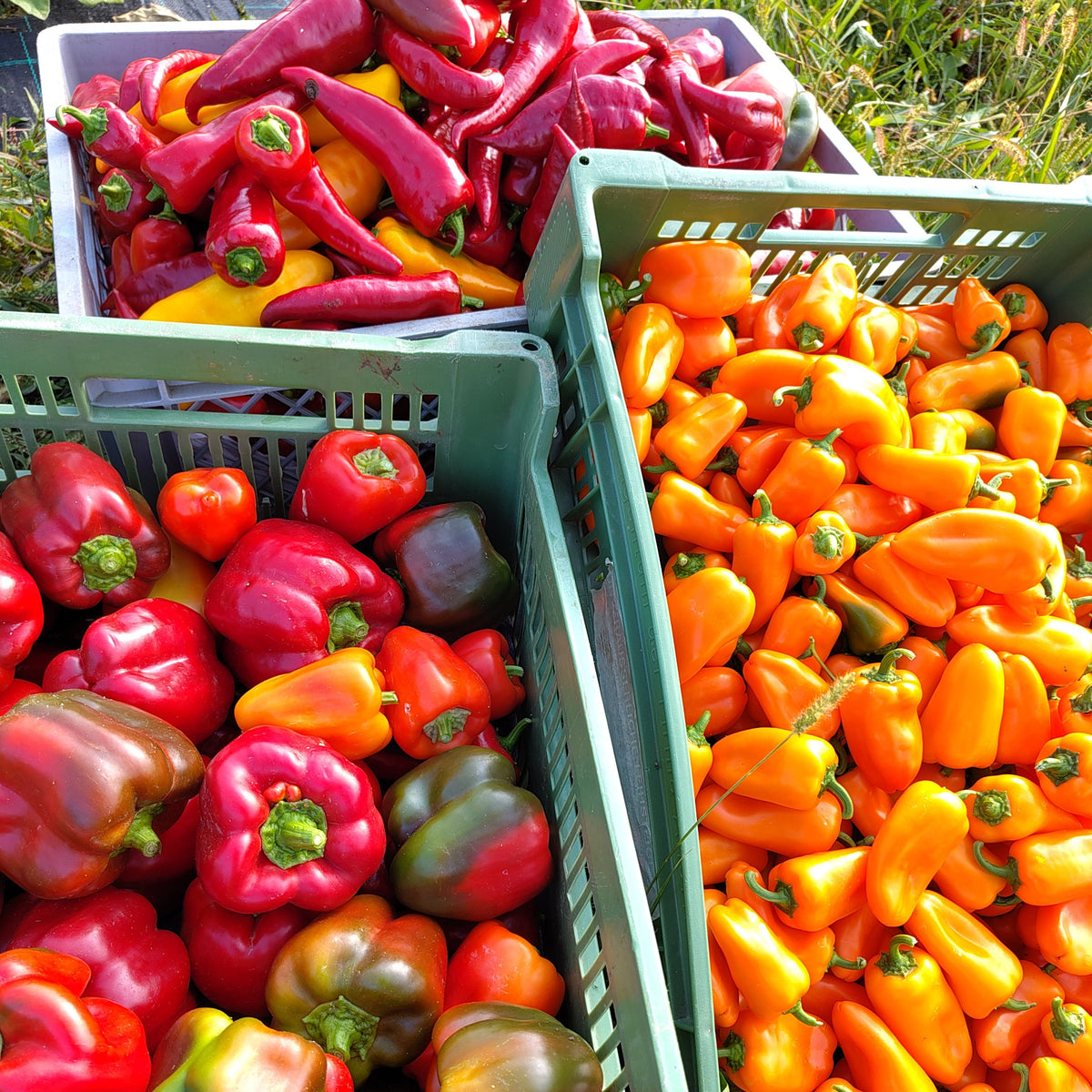 Bio Paprika