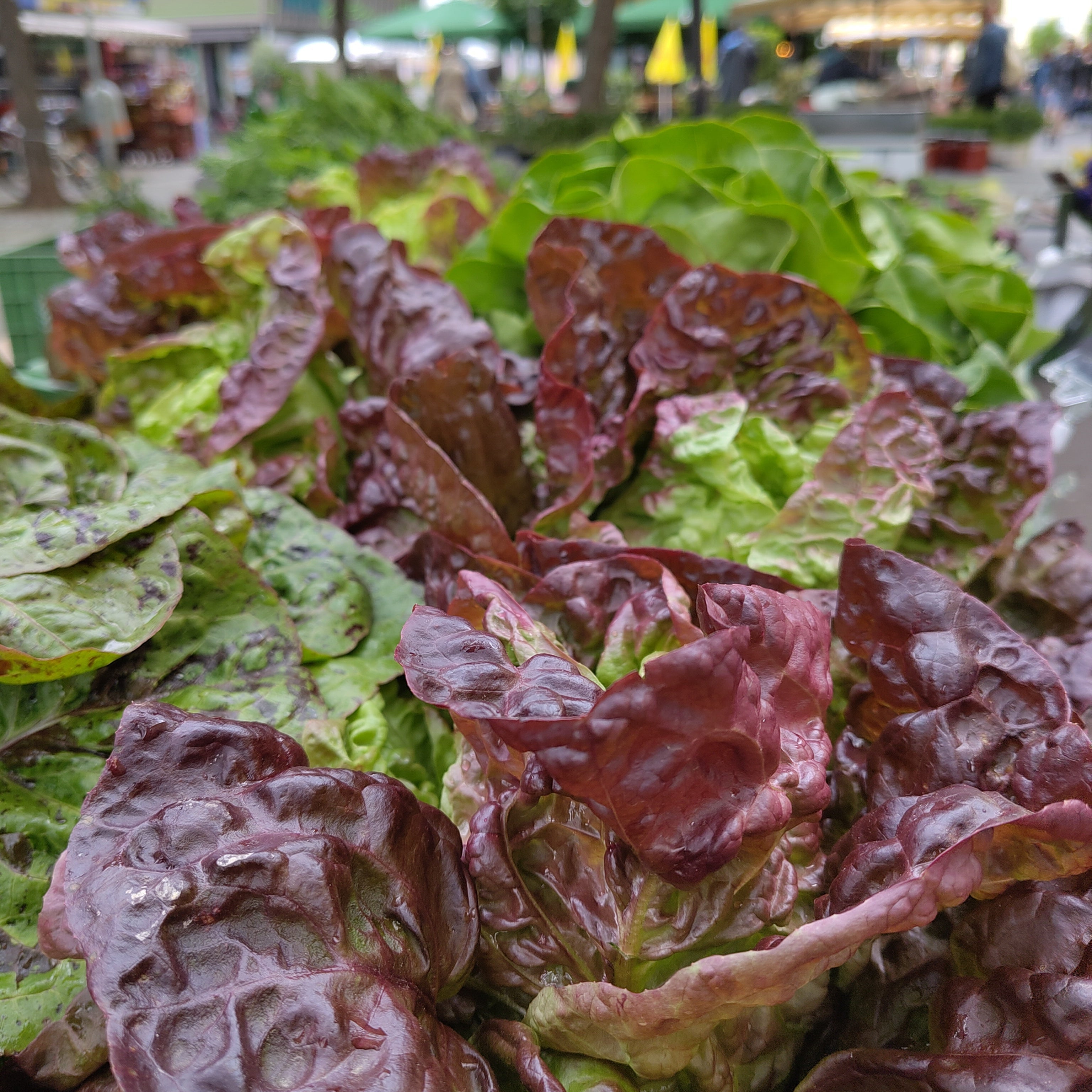 Bio Kopfsalat