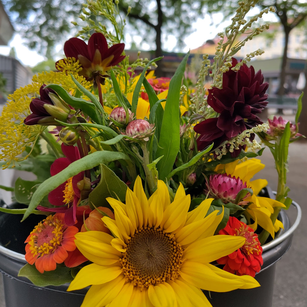 Bio Schnittblumen-Mix