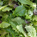Bio Schnittsalat MIX
