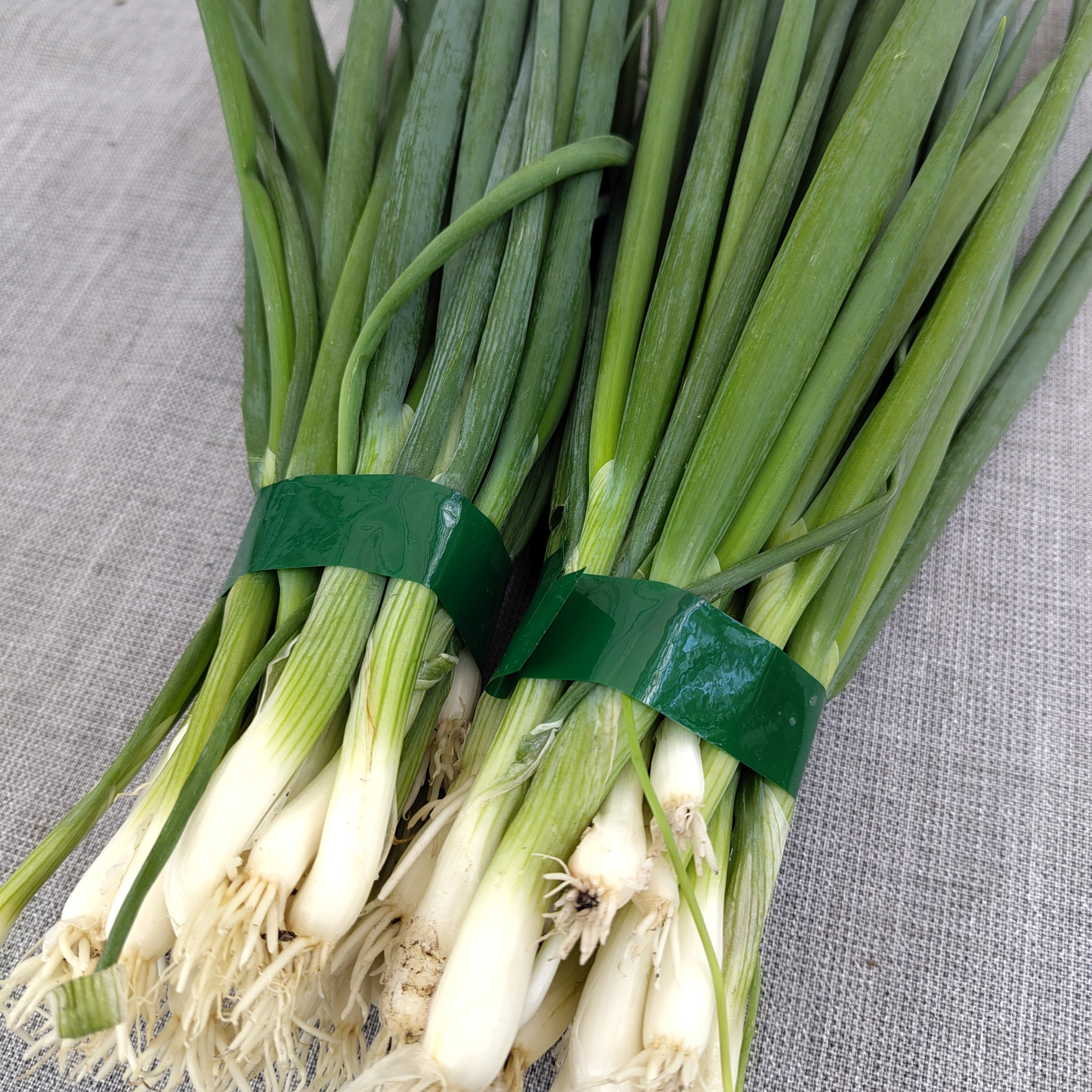 Bio Jungzwiebeln Bund