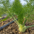 Bio Fenchel