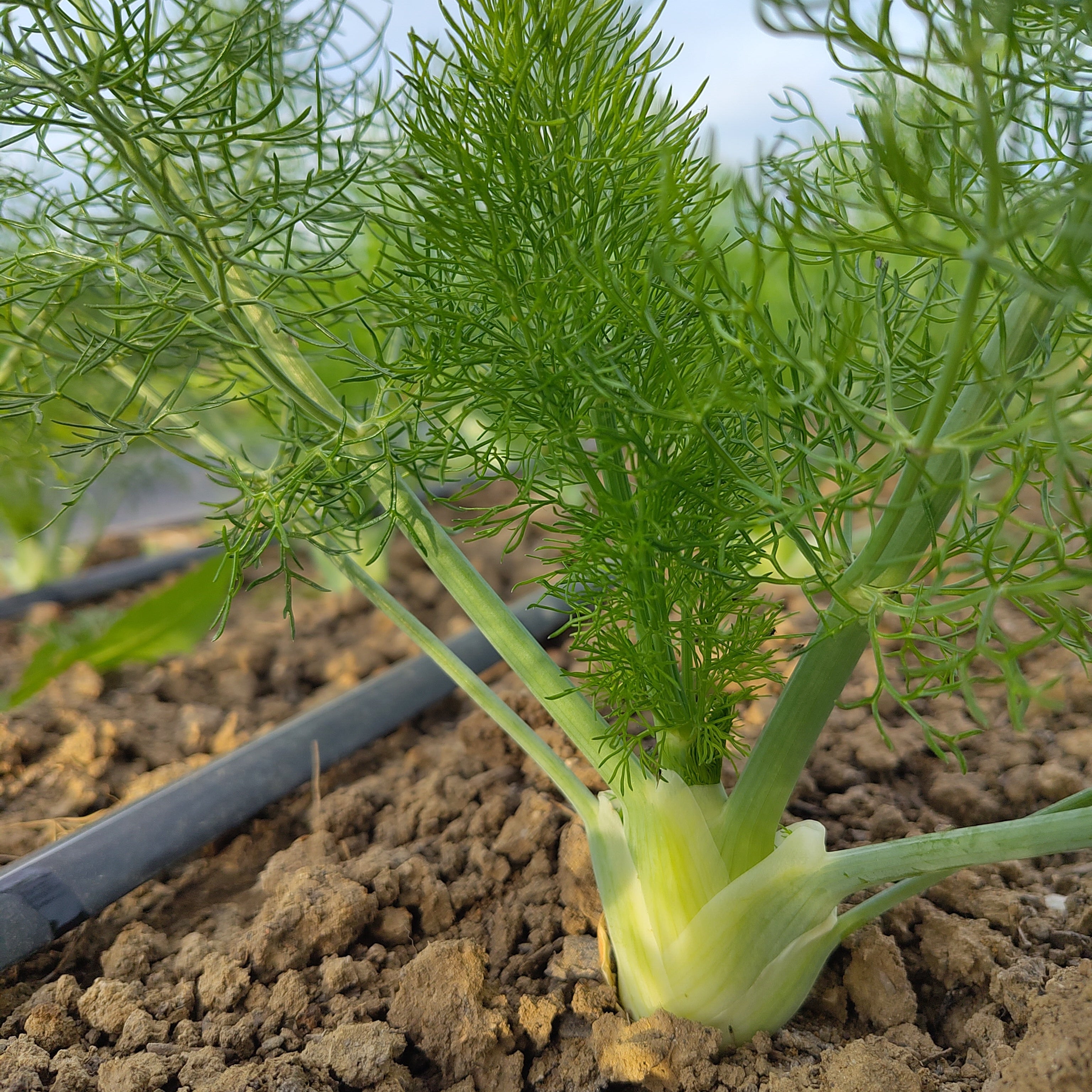 Bio Fenchel
