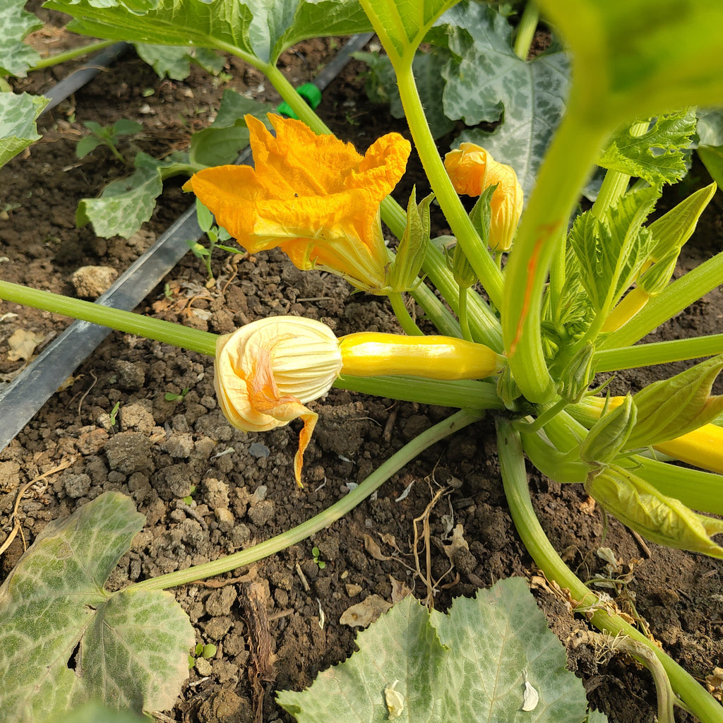 Bio Baby-Zucchini mit Blüte (so lang der Vorrat reicht)
