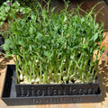 Microgreen lebend