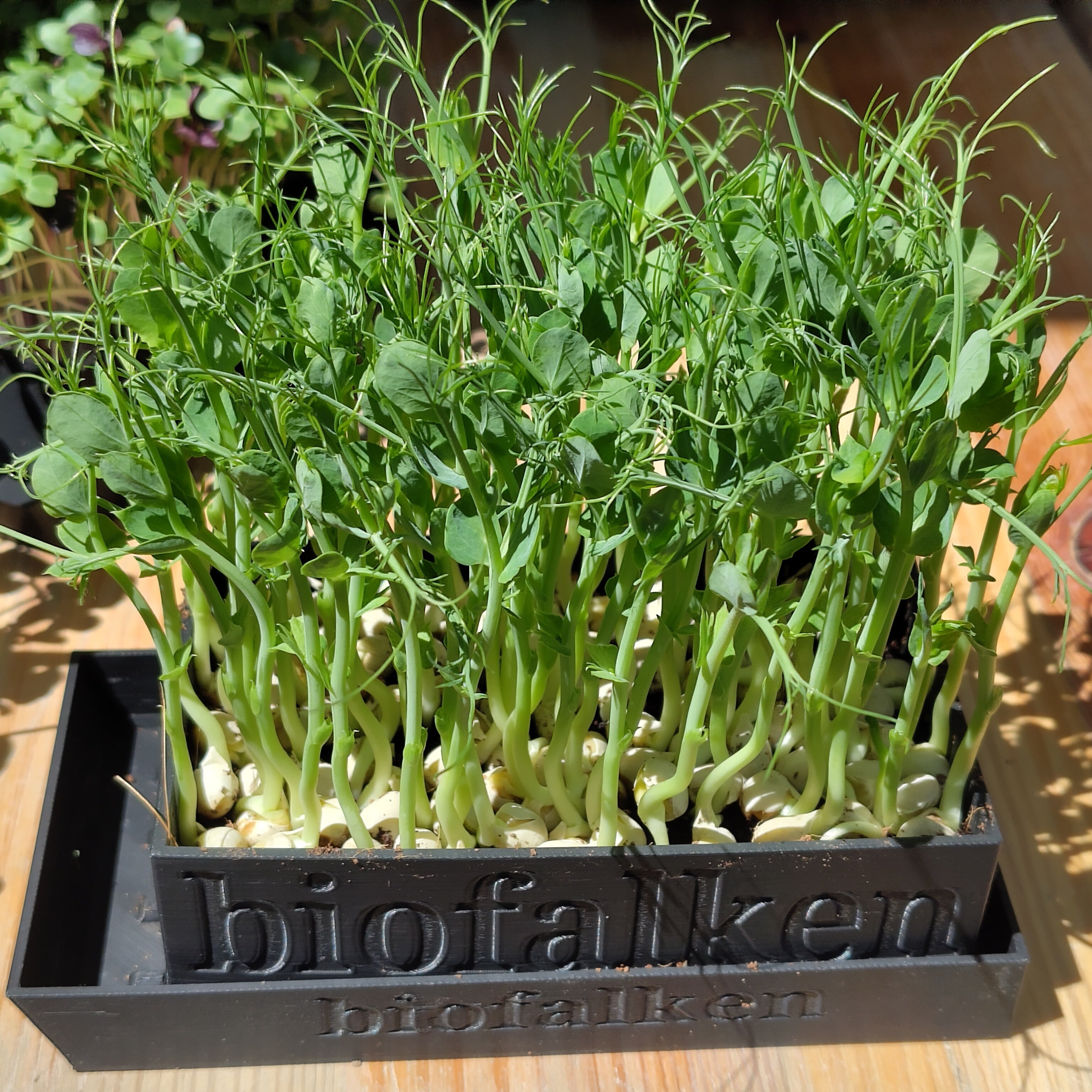 Microgreen lebend