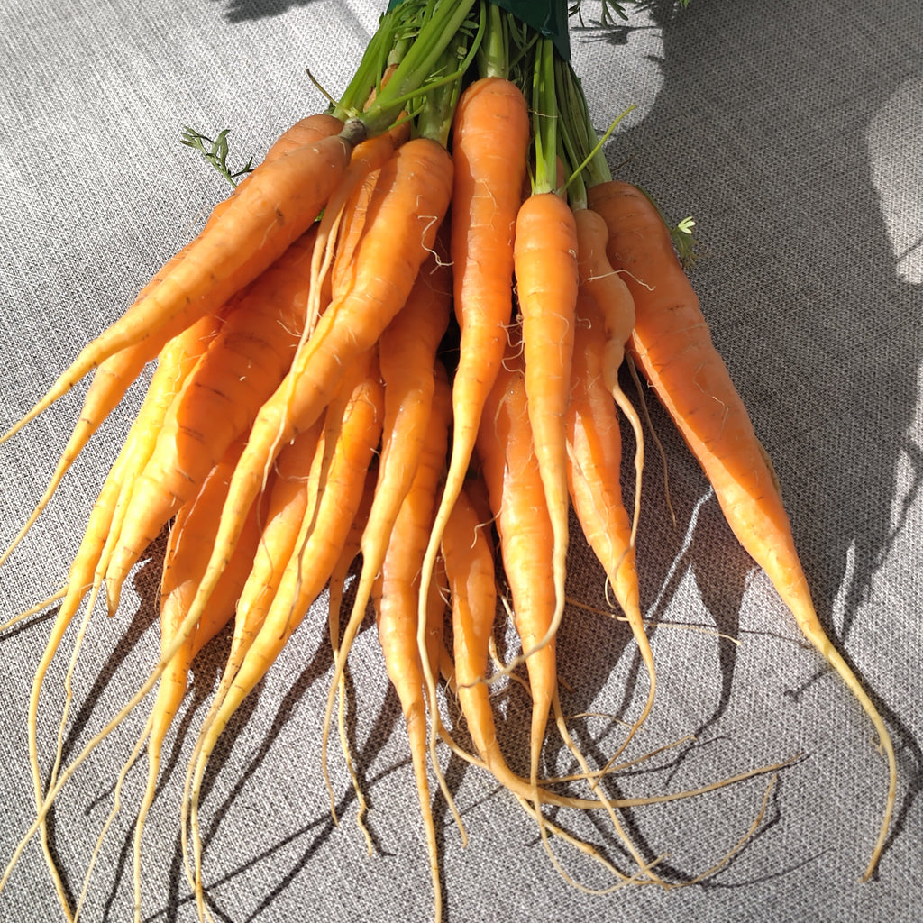 Bio Karotten