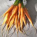 Bio Karotten