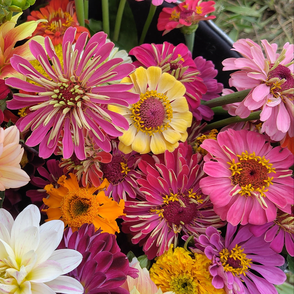 Bio Zinnien (Spezialaktion für die kommende Dienstagbestellung)