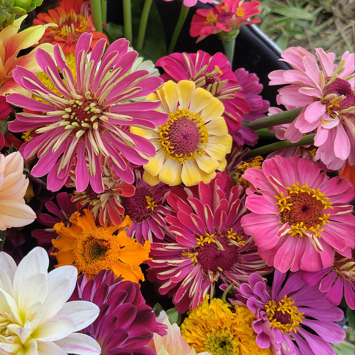 Bio Zinnien (Spezialaktion für die kommende Dienstagbestellung)