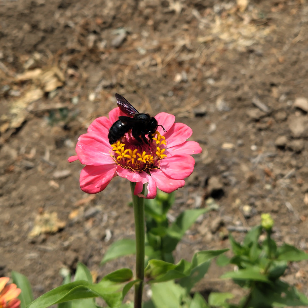 Bio Zinnien (Spezialaktion für die kommende Dienstagbestellung)