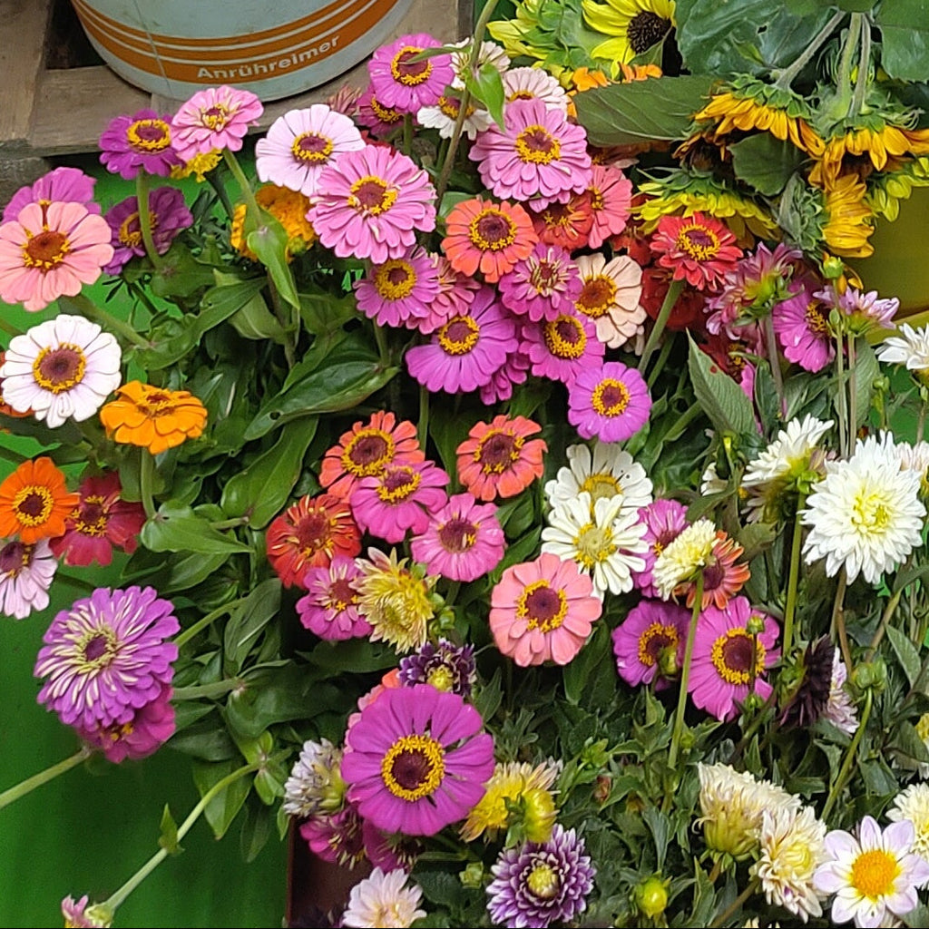 Bio Zinnien (Spezialaktion für die kommende Dienstagbestellung)