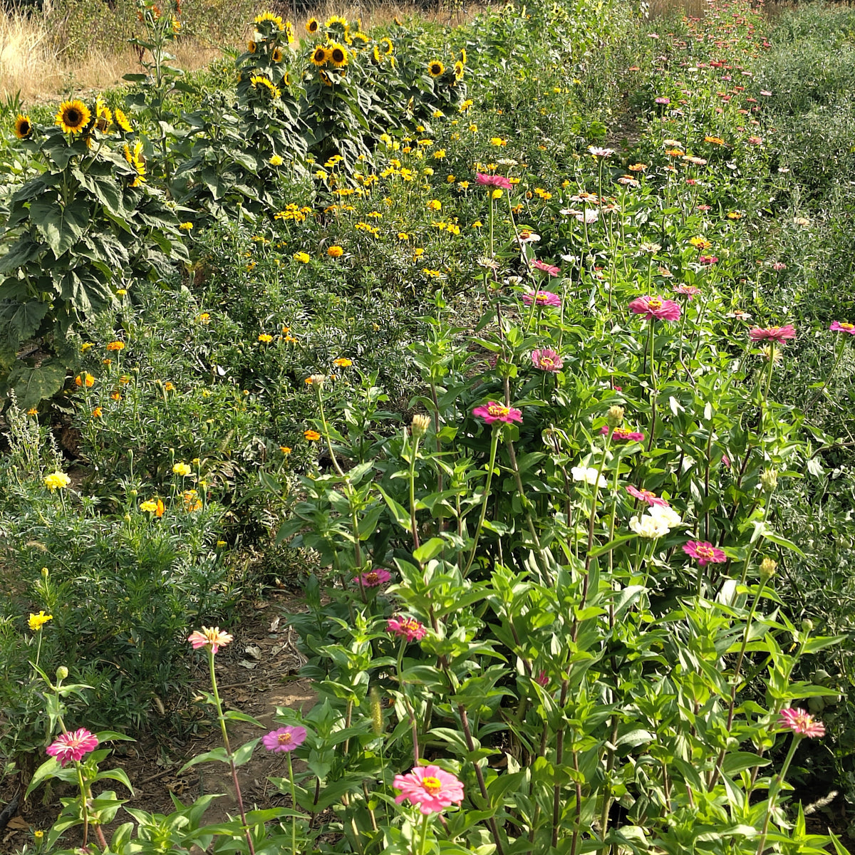 Bio Zinnien (Spezialaktion für die kommende Dienstagbestellung)