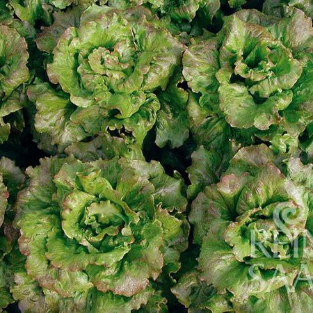 Bio Kopfsalat klein