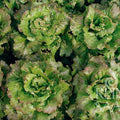 Bio Kopfsalat klein