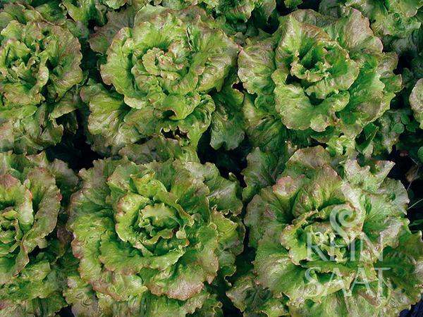 Bio Kopfsalat