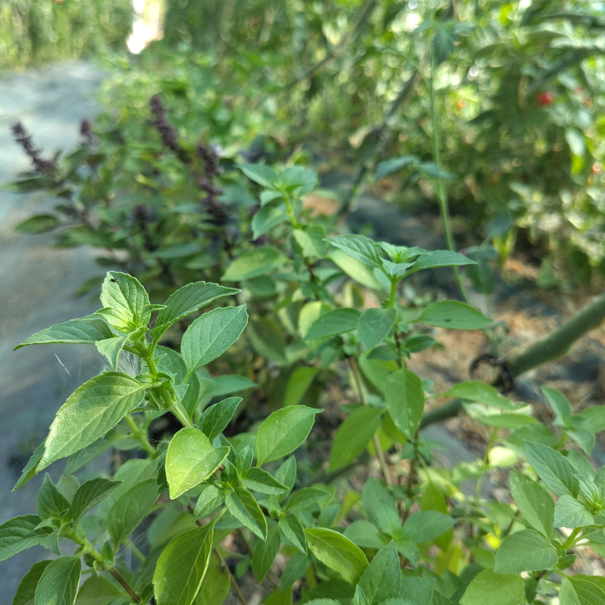 Bio Basilikum Mix (Bund)