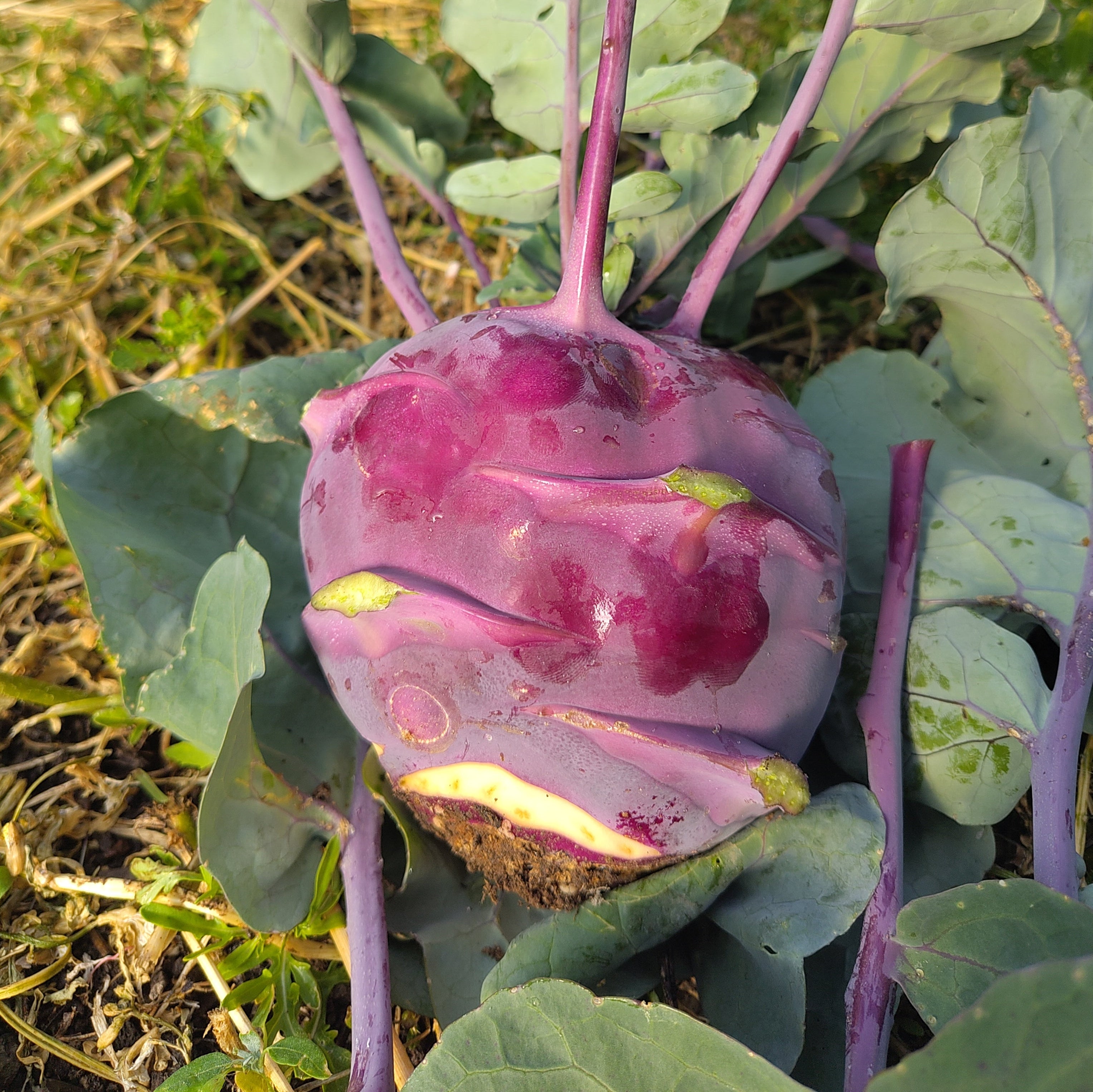 Bio Kohlrabi !AKTION!