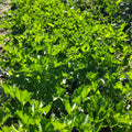 Bio Petersilie Bund