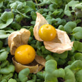Bio Physalis